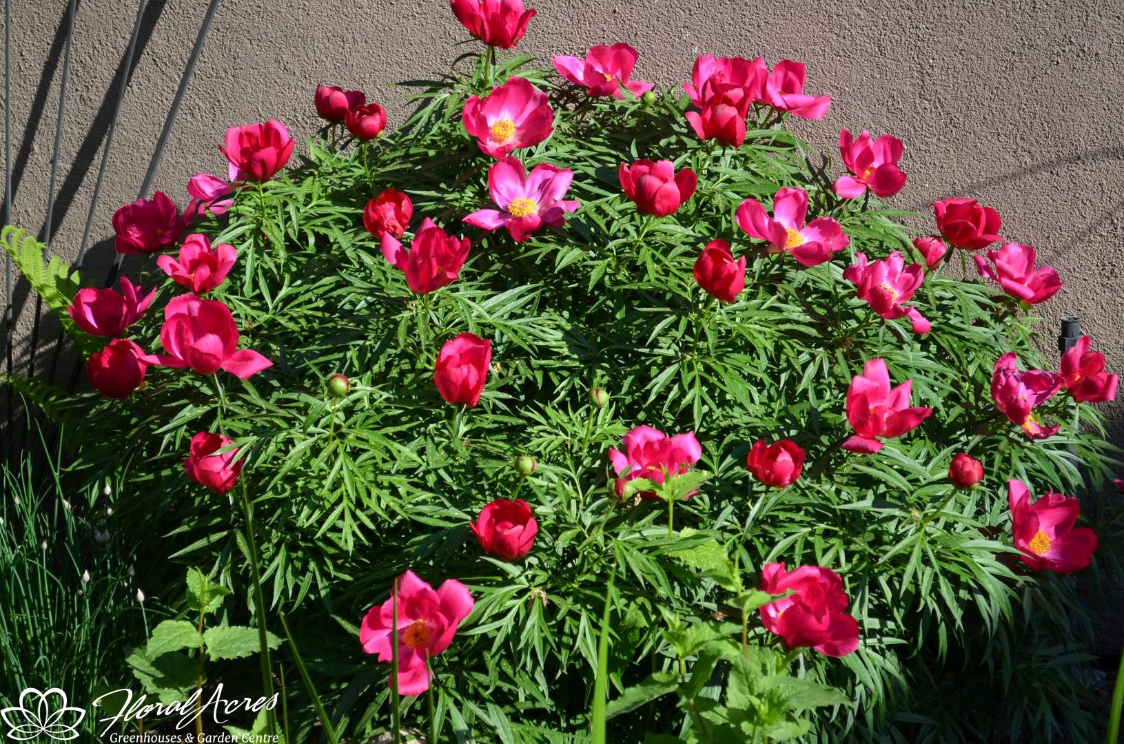 Peony tenuifolia rubra Plena ( Fern Leaf) Floral Acres